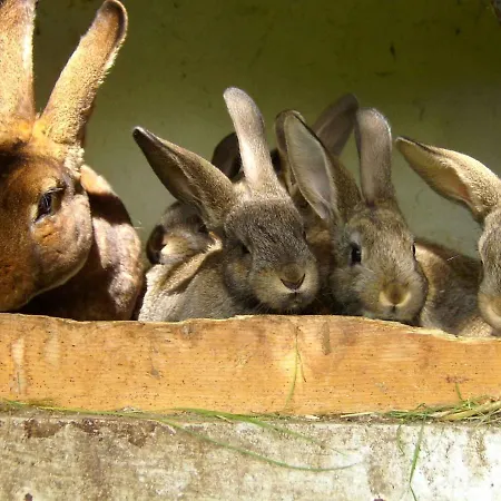 - Insel Usedom 3203 Kamminke