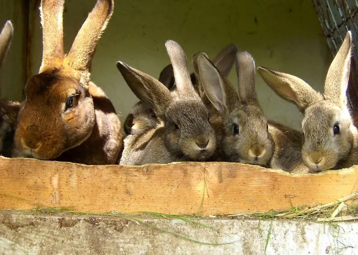 - Insel Usedom 3203 Kamminke